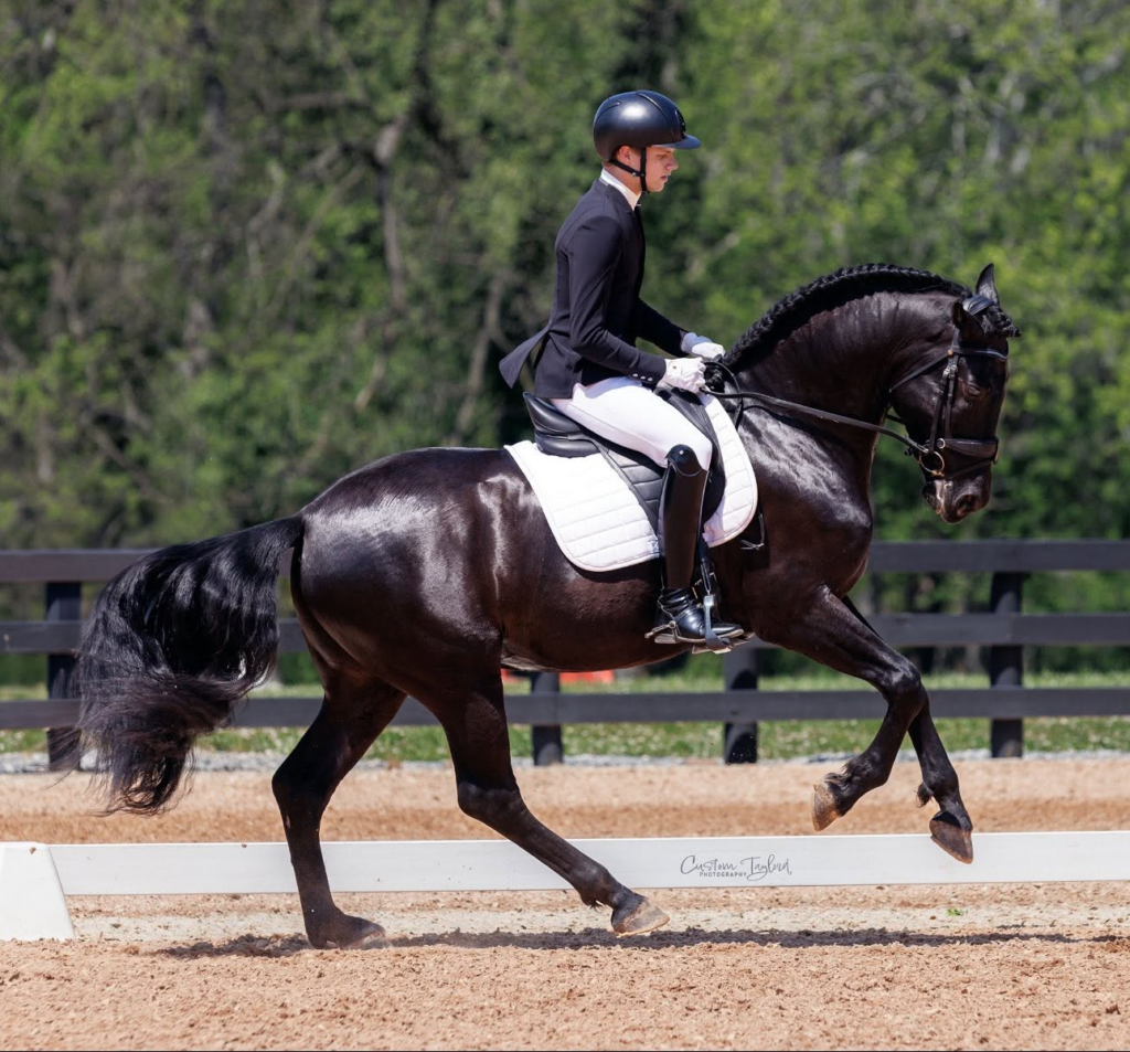 Callaway Saylors rider cantering a black dressage horse in a show arena